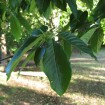 Chinese Tupelo (Nyssa Sinensis) 5 seeds