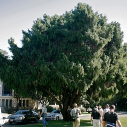 Chinese Weeping Cypress (Cupressus Funebris) 10 seeds