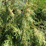 Chinese Weeping Cypress (Cupressus Funebris) 50 seeds