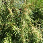 Chinese Weeping Cypress (Cupressus Funebris) 100 seeds