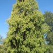 Chinese Weeping Cypress (Cupressus Funebris) 50 seeds