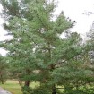 Chinese White Pine (Pinus Armandii) 5 seeds