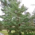 Chinese White Pine (Pinus Armandii) 5 seeds