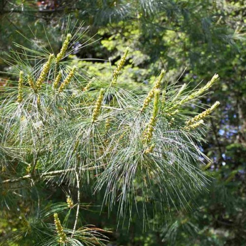 Chinese White Pine (Pinus Armandii) 5 seeds