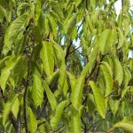 Chinese Willoleaf Magnolia (Magnolia Biondii) 2 seeds