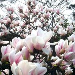 Chinese Willoleaf Magnolia (Magnolia Biondii) 2 seeds