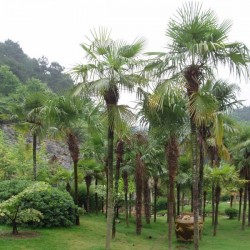 Chinese Windmill Palm (Trachycarpus Fortunei) 10 seeds