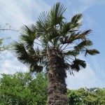 Chinese Windmill Palm (Trachycarpus Fortunei) 10 seeds