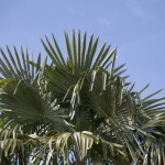 Chinese Windmill Palm (Trachycarpus Fortunei) 5 seeds