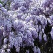 Chinese Blue Wisteria (Wisteria Sinensis) 4 seeds