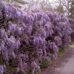 Chinese Blue Wisteria (Wisteria Sinensis) 10 seeds