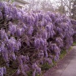 Chinese Blue Wisteria (Wisteria Sinensis) 10 seeds