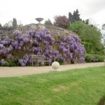 Chinese Blue Wisteria (Wisteria Sinensis) 10 seeds