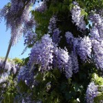 Chinese Blue Wisteria (Wisteria Sinensis) 4 seeds