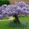 Chinese Blue Wisteria (Wisteria Sinensis) 4 seeds