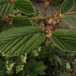 Chinese Witchhazel (Hamamelis Mollis) 10 seeds