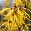 Chinese Witchhazel (Hamamelis Mollis) 10 seeds