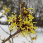 Chinese Witchhazel (Hamamelis Mollis) 10 seeds