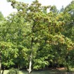 Chinese Wonder Tree (Idesia Polycarpa) 50 seeds