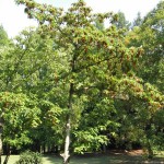 Chinese Wonder Tree (Idesia Polycarpa) 50 seeds