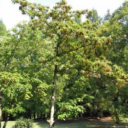 Chinese Wonder Tree (Idesia Polycarpa) 300 seeds