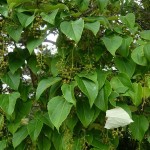 Chinese Wonder Tree (Idesia Polycarpa) 50 seeds