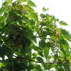 Chinese Wonder Tree (Idesia Polycarpa) 100 seeds