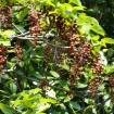 Chinese Wonder Tree (Idesia Polycarpa) 20 seeds