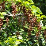 Chinese Wonder Tree (Idesia Polycarpa) 100 seeds