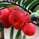 Chinese Yew (Taxus Chinensis) 10 seeds