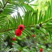 Chinese Yew (Taxus Chinensis) 20 seeds