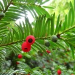 Chinese Yew (Taxus Chinensis) 10 seeds