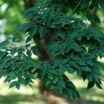 Chinese Zelkova (Zelkova Sinica) 10 seeds