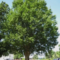 Chinese Zelkova (Zelkova Sinica) 10 seeds