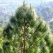 Chir pine (Pinus Roxburghii) 5 seeds