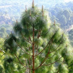 Chir pine (Pinus Roxburghii) 15 seeds