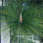 Chir pine (Pinus Roxburghii) 15 seeds