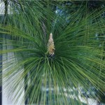 Chir pine (Pinus Roxburghii) 5 seeds