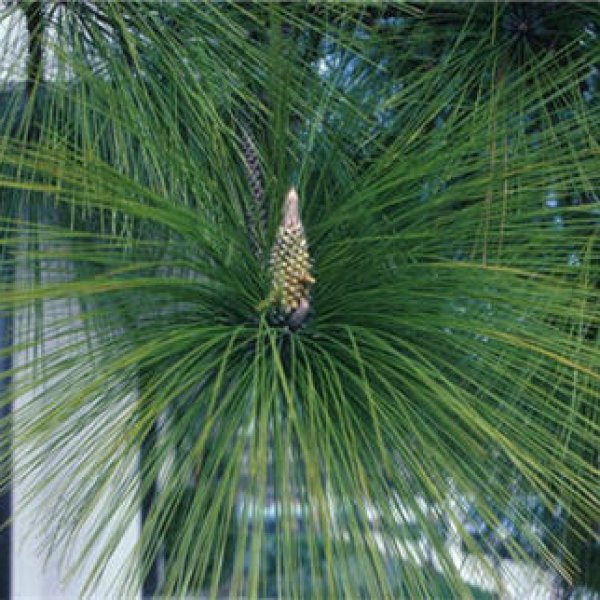 pine Himalayas 50 seeds of  Pinus roxburghii bonsai seeds  C 