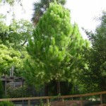 Chir pine (Pinus Roxburghii) 15 seeds