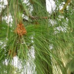 Chir pine (Pinus Roxburghii) 15 seeds