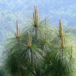 Chir pine (Pinus Roxburghii) 5 seeds