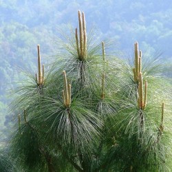 Chir pine (Pinus Roxburghii) 5 seeds