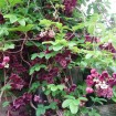 Chocolate Vine (Akebia Quinata) 5 seeds