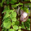 Chocolate Vine (Akebia Quinata) 10 seeds