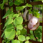 Chocolate Vine (Akebia Quinata) 20 seeds