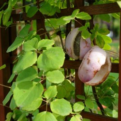 Chocolate Vine (Akebia Quinata) 20 seeds