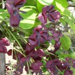 Chocolate Vine (Akebia Quinata) 10 seeds