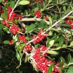 Christmas Berry (Ilex Vomitoria) 30 seeds