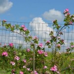 Climbing Wild Rose (Rosa Setigera) 5 seeds